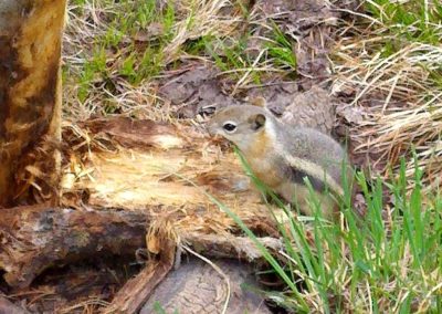 Chipmunk collecting bedding material