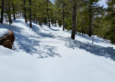 Fresh snow on the trail