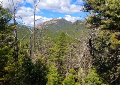 Dense forest with only a few clearings