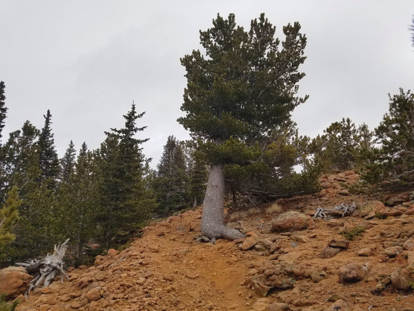 Very old Bristlecone Pine