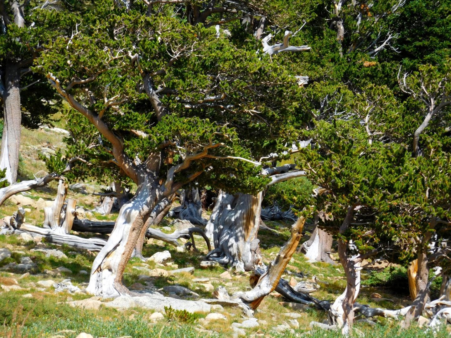 Old bristlecone forest