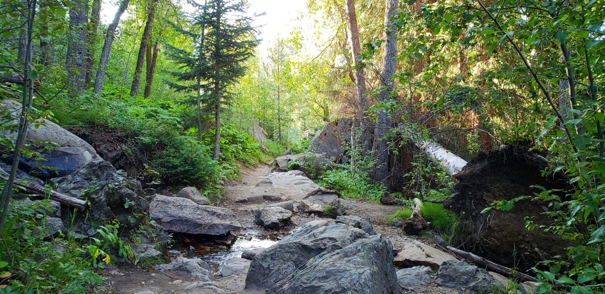 Trail cutting through pine, aspen, and spruce forest