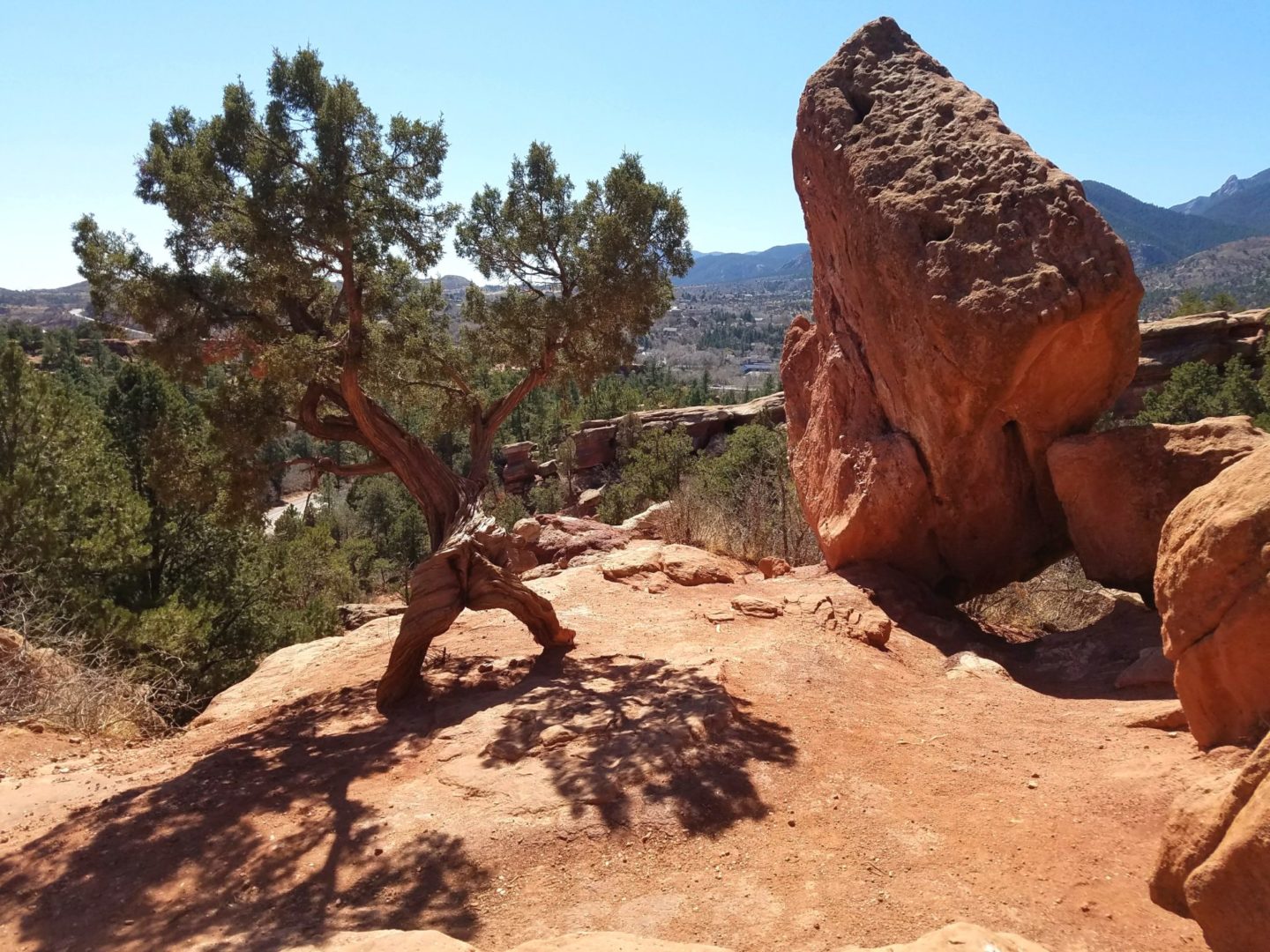Interesting tree/rock formation