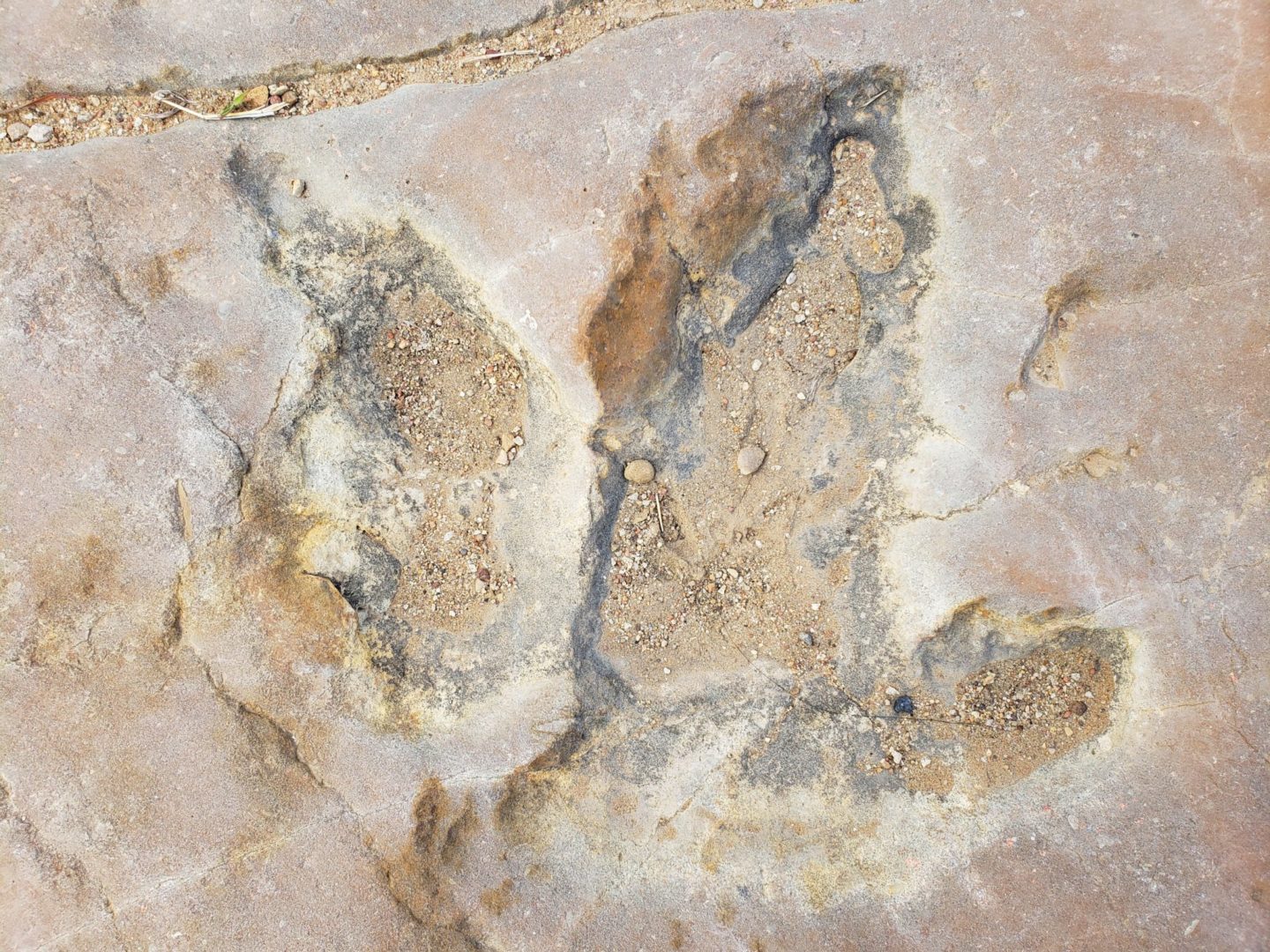A large variety of footprints