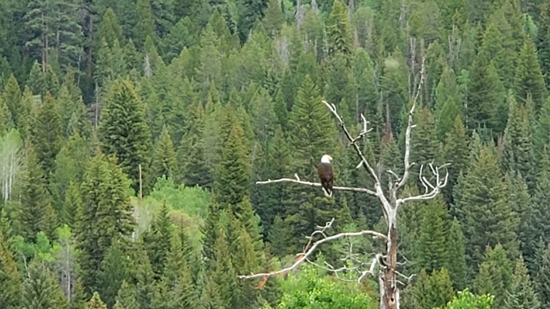 Bald Eagle on the western end of the route