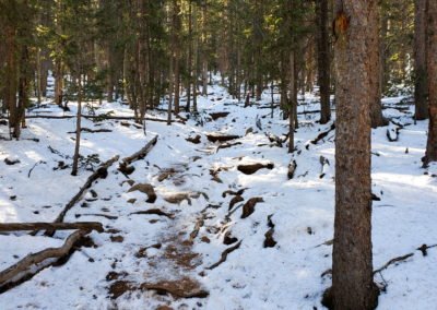 The trail becomes steep again with switchbacks through the forest