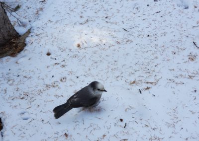 A Gray Jay hanging out