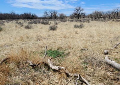 Vegetation in the old river bed