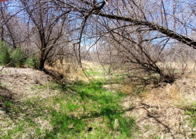 View along the Arikaree River river bed.