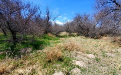 Arikaree River (3,317′), Eastern Plains