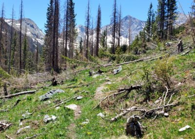 Avalanche area along the trail