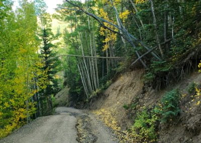 Shelf road back through dense forests