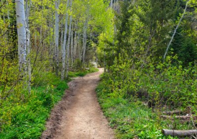 The trail winds through aspen and evergreen forests