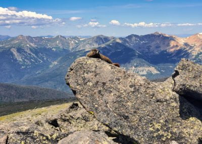 Marmot sunbathing