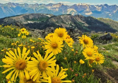 Wildflowers in full bloom on the Mt Ida trail