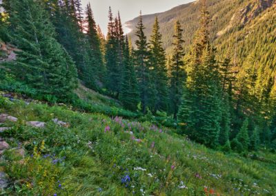 Wildflowers still in bloom in mid August