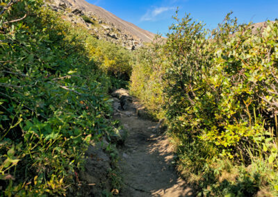 Trail winds through dense willows